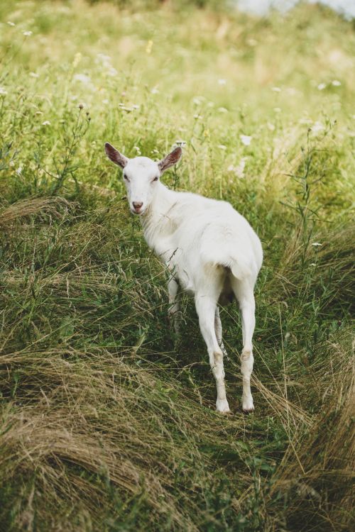 Free A white goat stands in a green field looking at the camera, surrounded by tall grass and wildflowers. Stock Photo