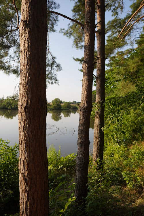 Foto stok gratis danau, fotografi alam, hutan