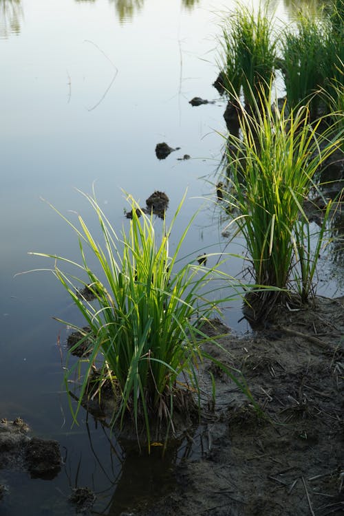 Fotobanka s bezplatnými fotkami na tému mokrina, tráva, vegetácia