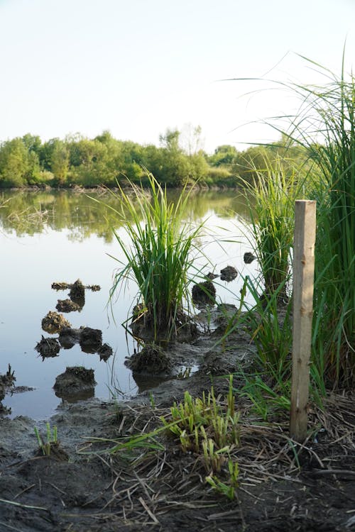 Kostenloses Stock Foto zu gras, schlammig, sumpfland