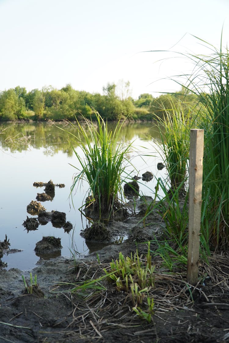 Patches Of Grass On Muddy Water