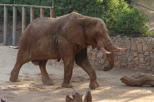 Foto stok gratis besar sekali, binatang, gajah