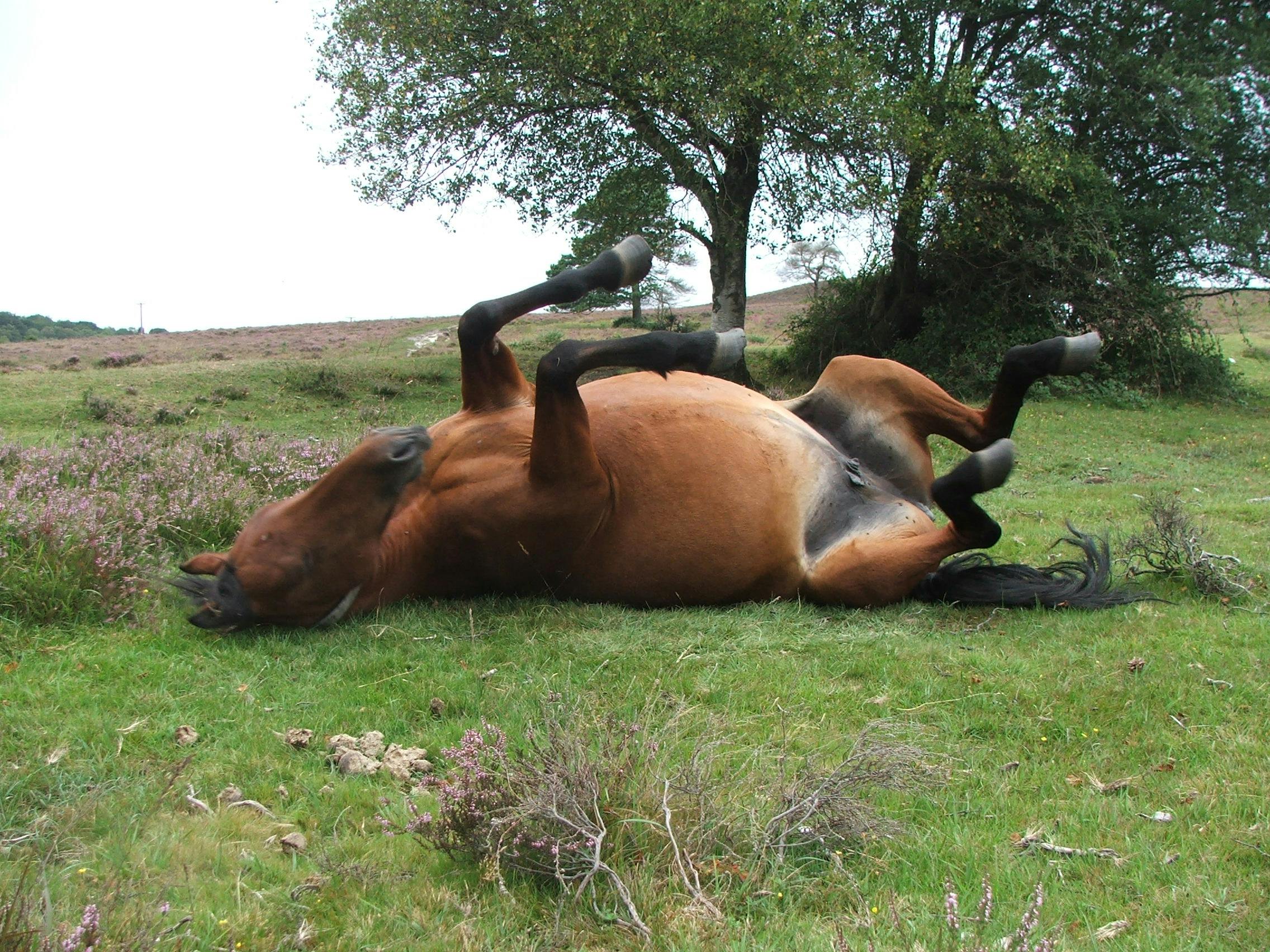 Free stock photo of horse, horse rolling