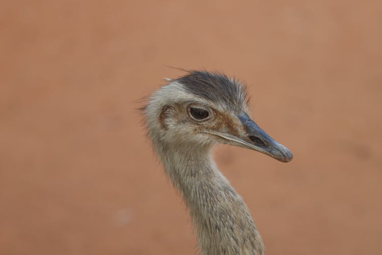 Greater Rhea Bird Head In Close-Up Photography