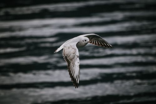 Free A graceful seagull soars above the serene waters of Пераст, Montenegro. Stock Photo