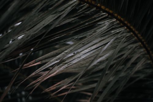Free A serene close-up of dew-covered palm leaves showcasing nature's beauty in Montenegro. Stock Photo