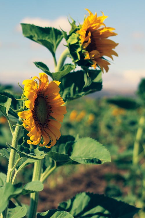 Free Selective Focus Photo of Two Yellow Sunflowers Stock Photo