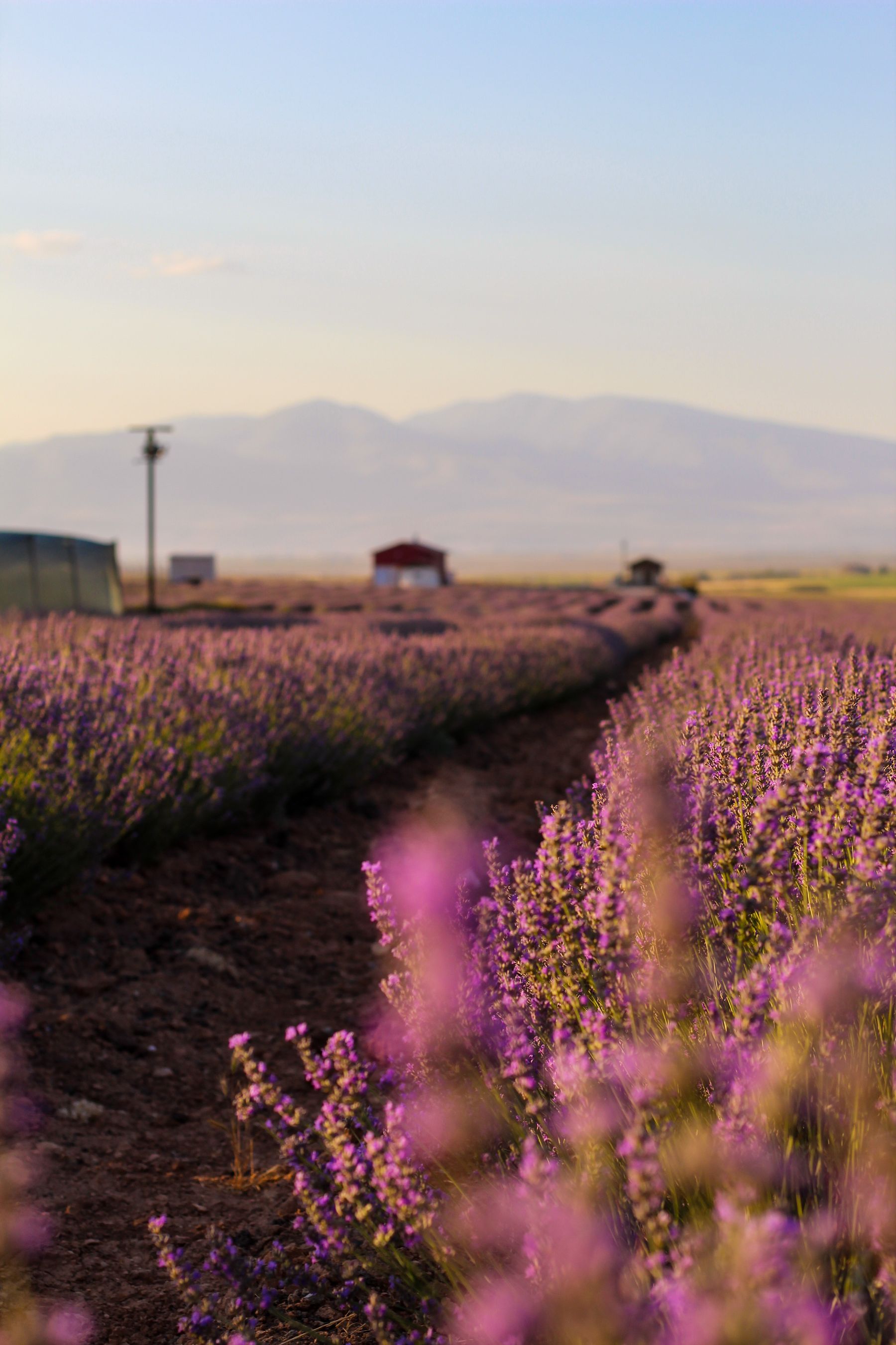 Pruning English Lavender — lavender pruning and care