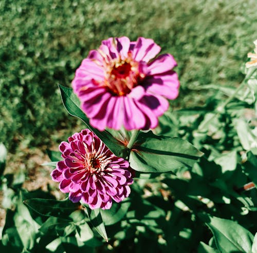 Foto profissional grátis de aumento, de flores, delicado