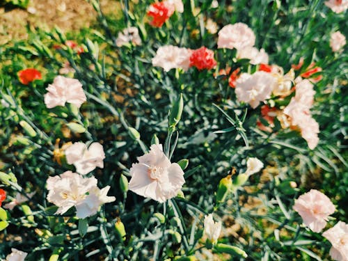 Free White and Red Flowers in Tilt Shift Lens Stock Photo