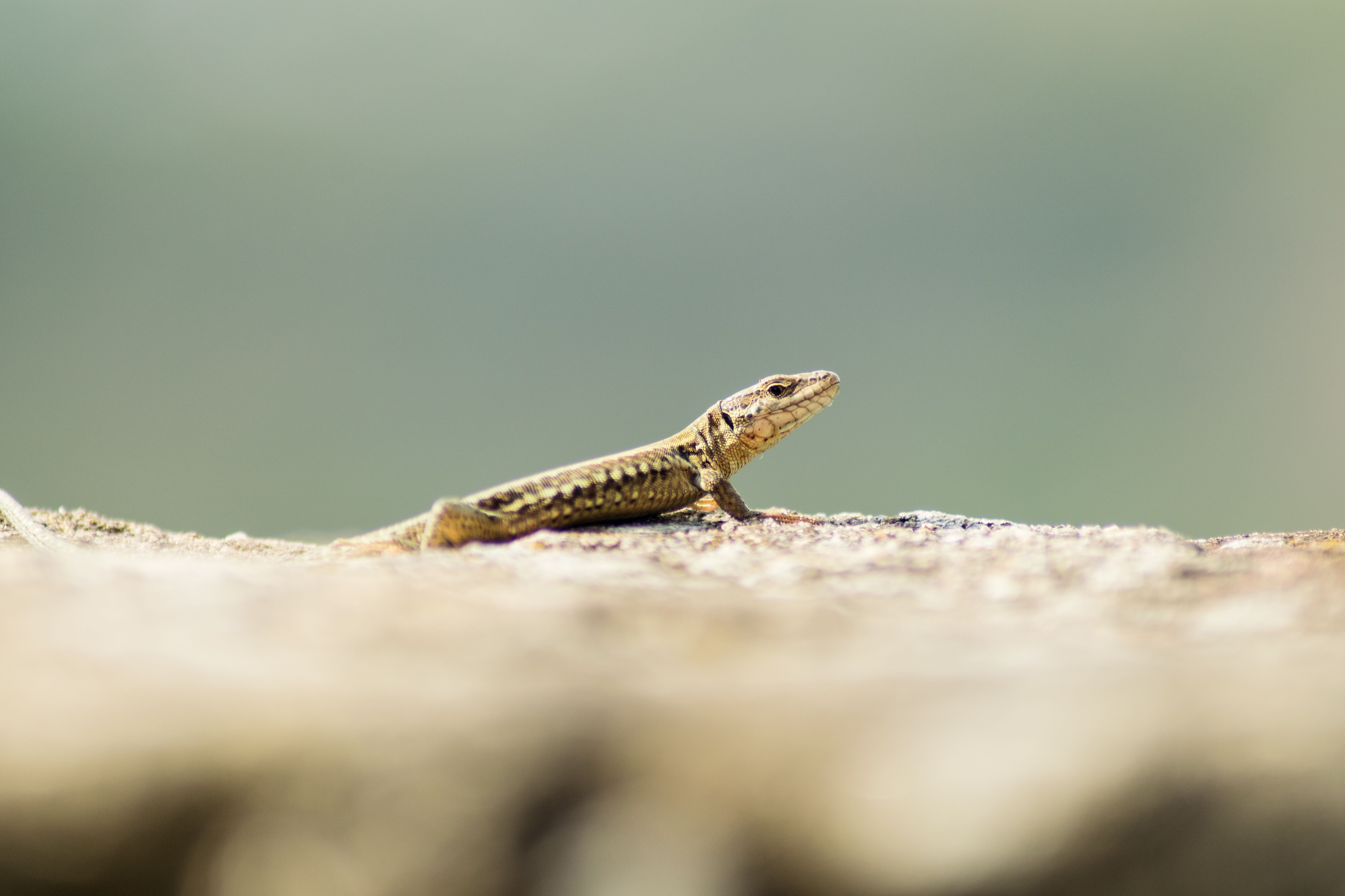 Fotomural Foto detallada de una iguana sobre una roca con un fondo difuminado en Bad Kreuznach, Alemania.