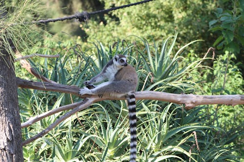 Free A Lemur on a Tree Branch Stock Photo