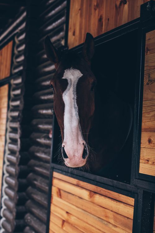 Free Close-up of a chestnut horse looking out from a rustic wooden stable. Stock Photo