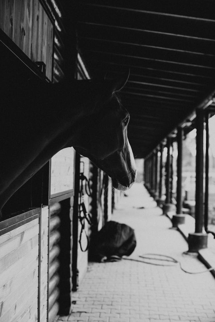 Horse In Barn At Farm