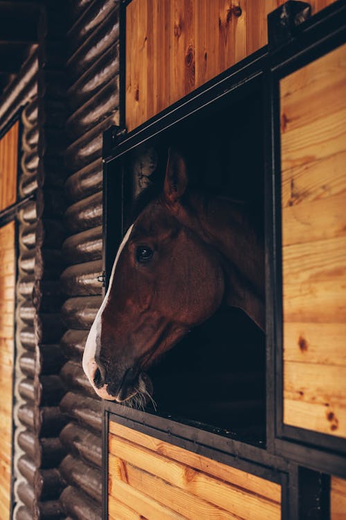Gratis arkivbilde med brun hest, dyrefotografering, hestesport Arkivbilde