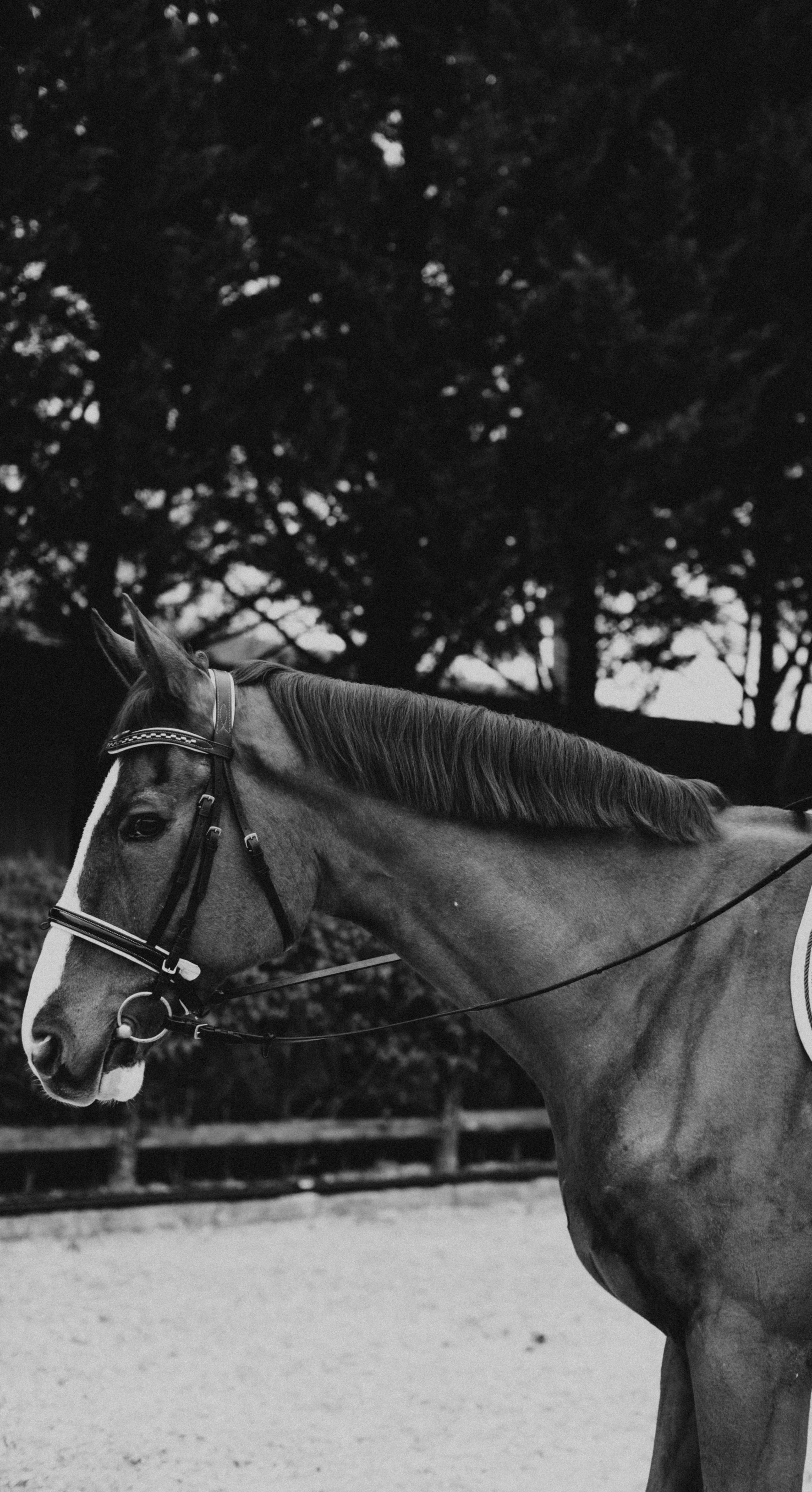 A beautiful profile of a horse in a paddock, captured in monochrome outdoors.