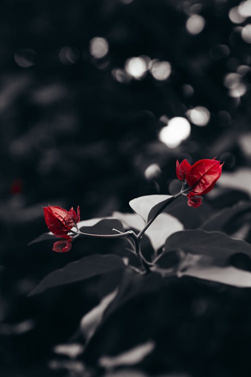 Red Flowers on Tree in Garden