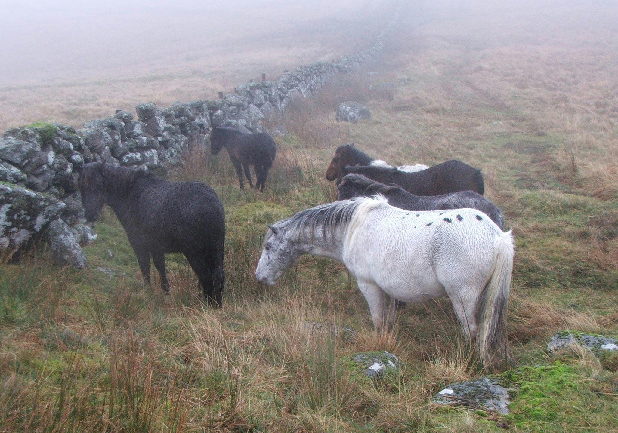 Free stock photo of dartmoor, fog, horse