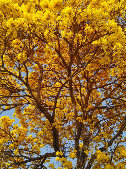 Free stock photo of flowers, nature, nature beauty Stock Photo