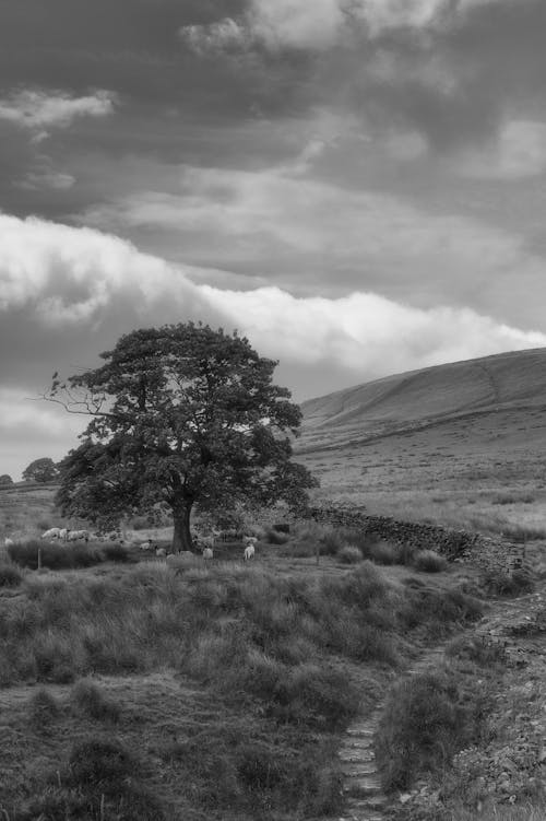 Free Grayscale Photo of Trees on Grass Field Stock Photo