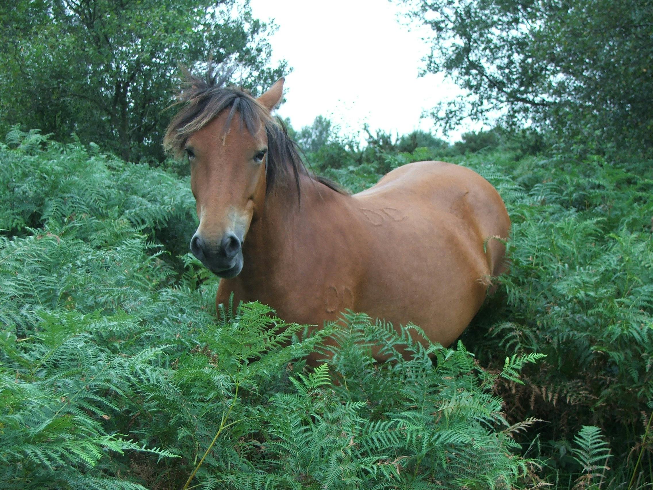 Free stock photo of new forest pony, pony