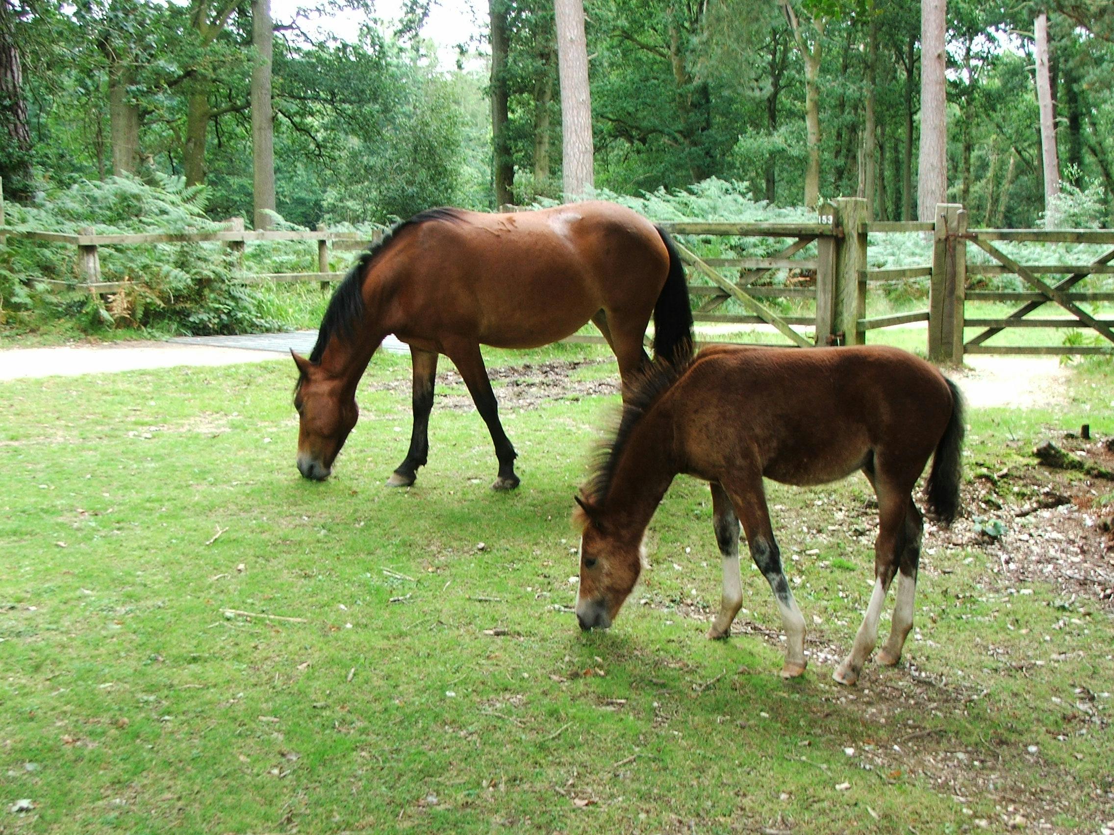 Free stock photo of mare and foal, new forest pony