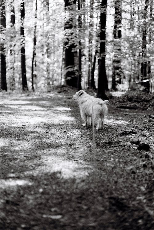 A Dog in the Forest 