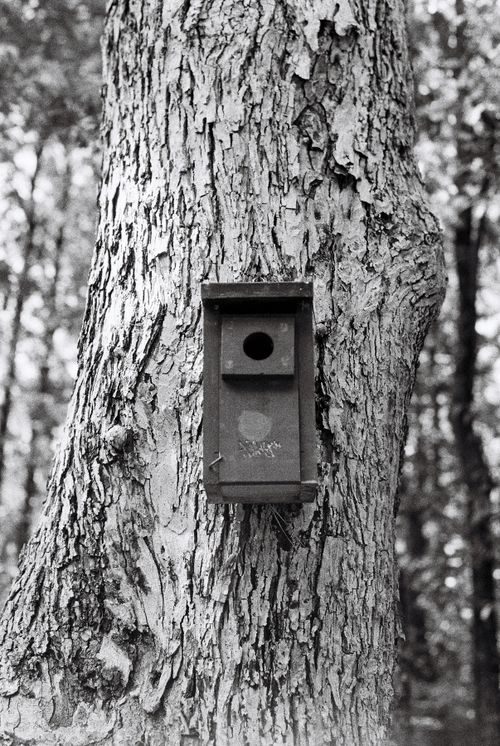 Free Black and white image of a rustic birdhouse on a tree trunk in a forest setting. Stock Photo