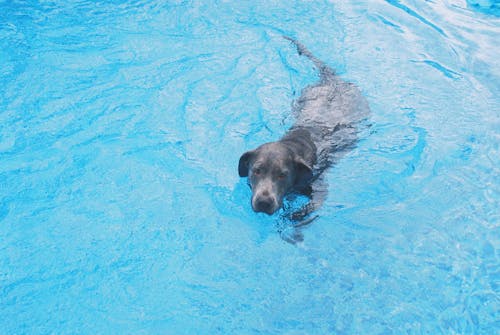 A Black Dog in the Water 