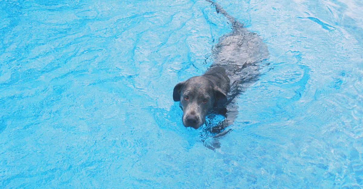 Dogs Take Over the Waterpark: The Colony's Bow-Wow Luau Returns September 20