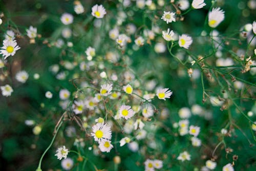 alan, Beyaz çiçek, bitki örtüsü içeren Ücretsiz stok fotoğraf