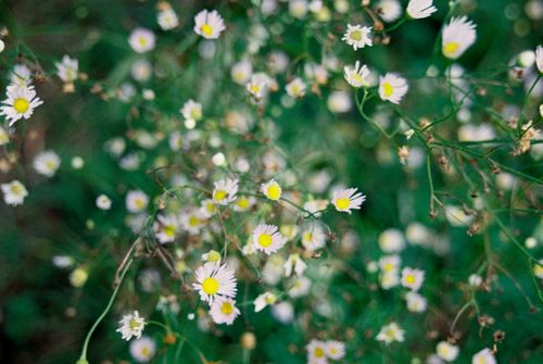 Free Close-up view of white chamomile flowers in a lush green field creating a fresh and serene atmosphere. Stock Photo