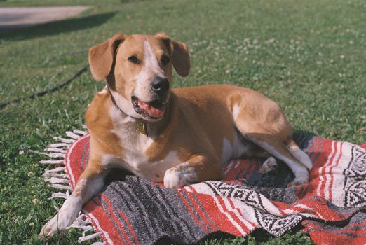 A cheerful dog rests on a vibrant blanket in the sunny outdoors, showcasing a perfect moment of leisure.