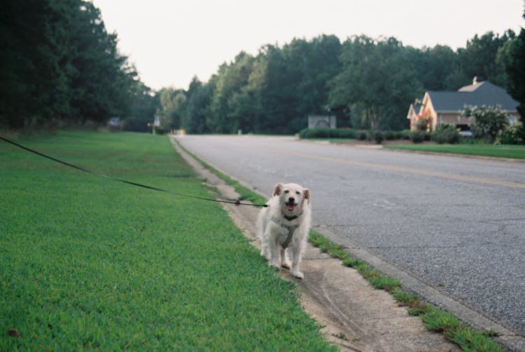 Dog Walking On Green Grass 