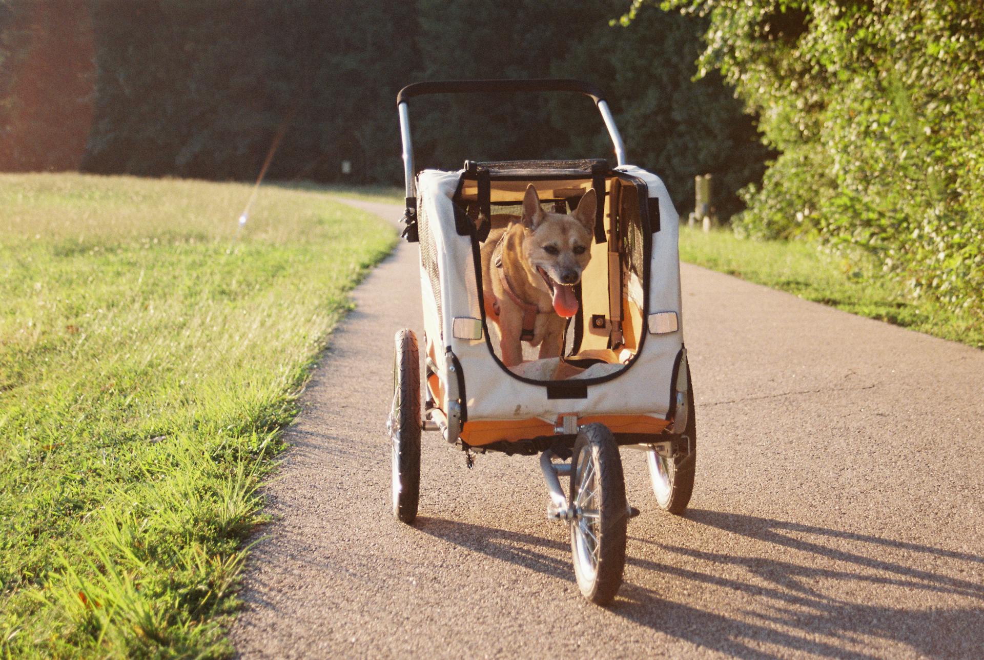 Dog in a Bicycle Trailer