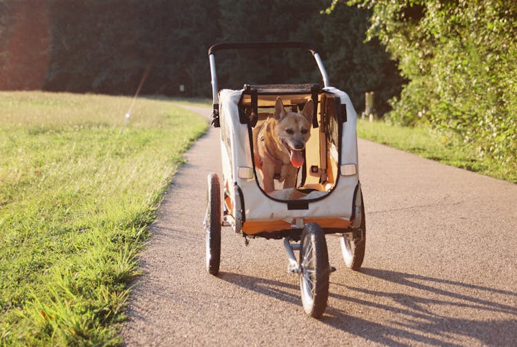 Dog In A Bicycle Trailer 