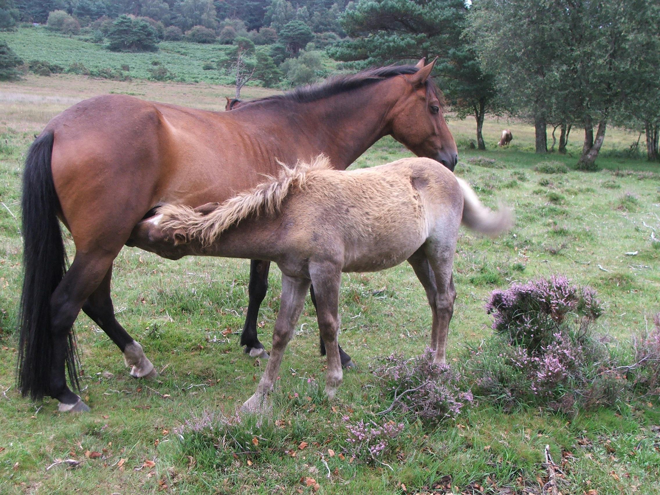 Free stock photo of mare and foal, new forest pony, pony