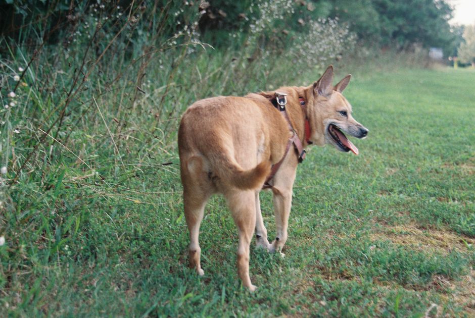 Why Does My Dog Pant at Night? Causes & When to Worry