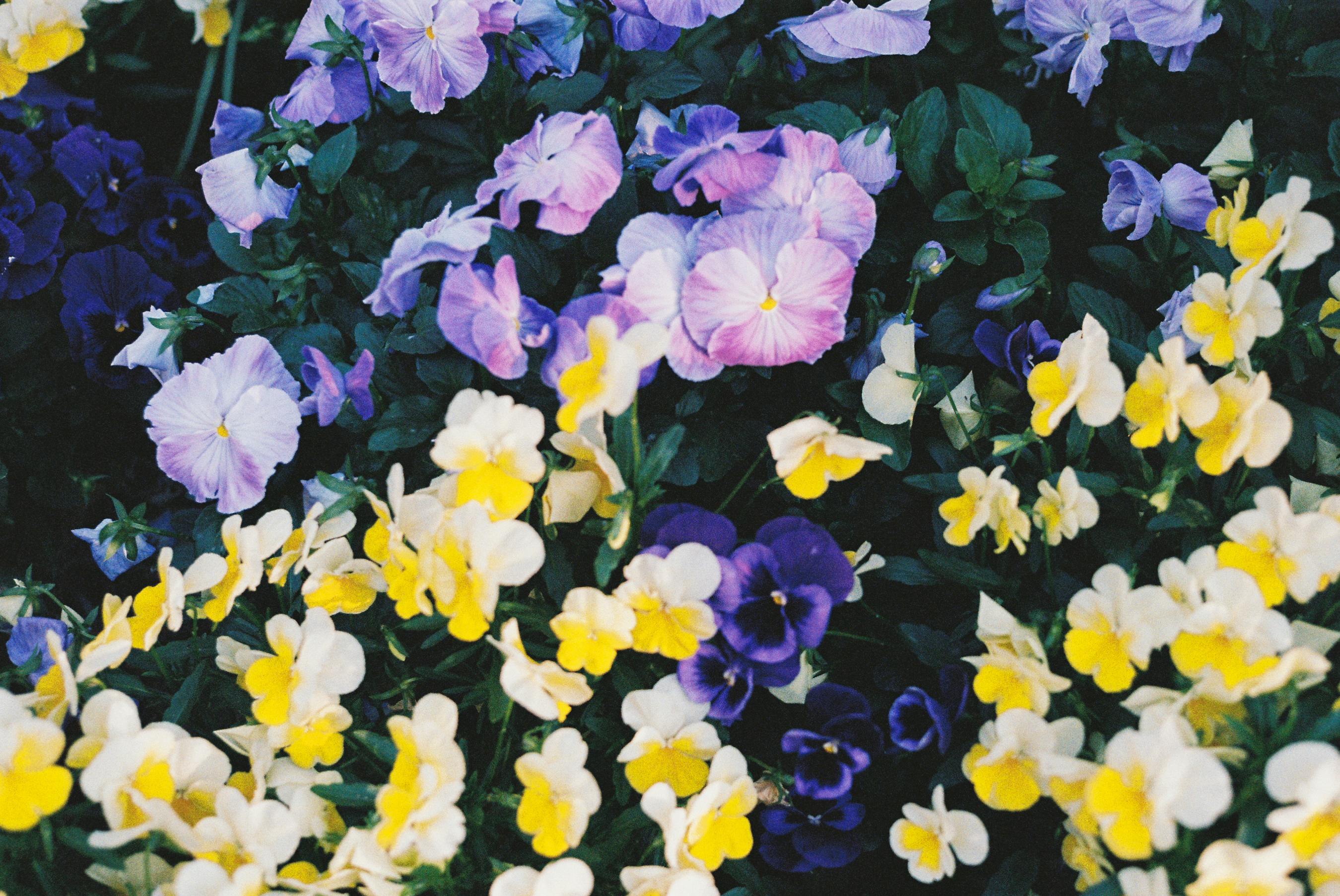 [ColoSach]-colorful-pansies-in-full-bloom-create-a-vibrant-floral-display-with-purple-and-yellow-hues.