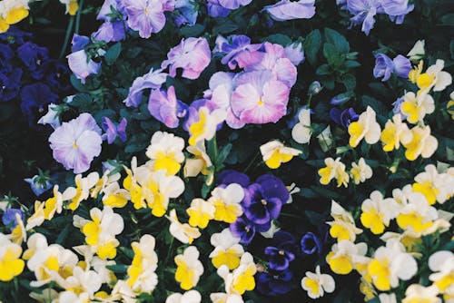 Fotobanka s bezplatnými fotkami na tému botanický, farebný, fialové kvety