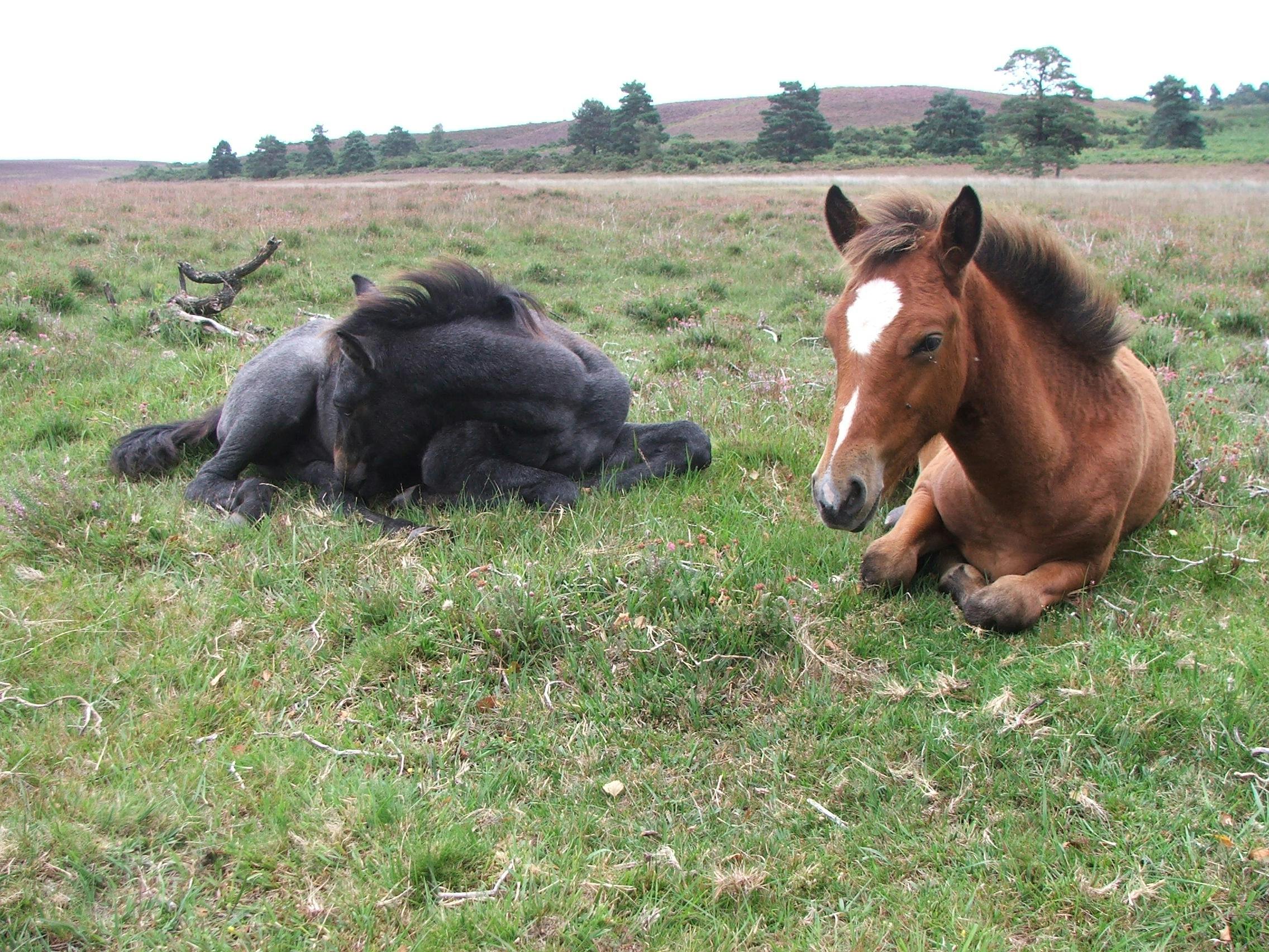 Free stock photo of Foal, new forest pony, pony
