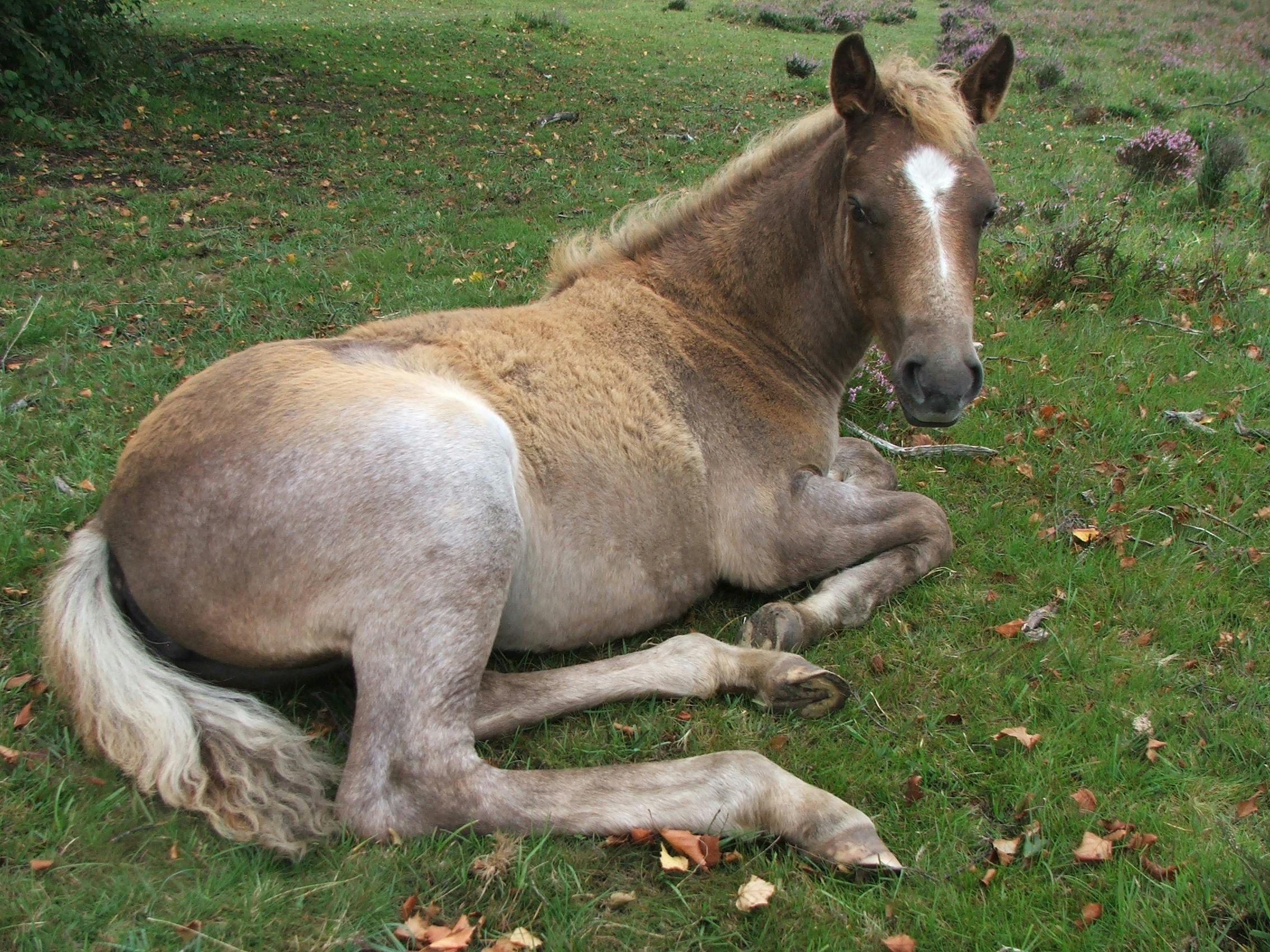 Free stock photo of Foal, new forest pony, pony
