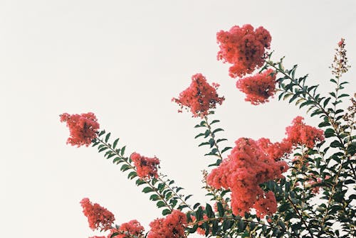 Kostnadsfri bild av crape myrtle, gröna löv, rosa blommor