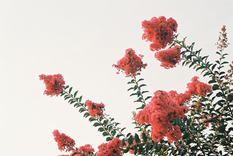 A Tree With Pink Crape Myrtle Flowers 