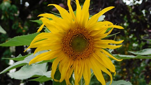 Close-Up Photo of a Yellow Sunflower in Bloom