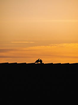Two silhouetted birds sit on a rooftop against a warm, golden sunset sky.