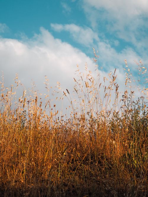 Free Idyllic countryside scene with golden grass under a blue sky with white clouds. Stock Photo
