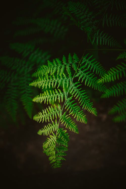 Green Fern Plant in Close Up Photography