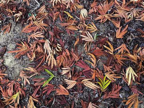 Free Fotos de stock gratuitas de bonito, caen las hojas de fondo, colores de otoño Stock Photo