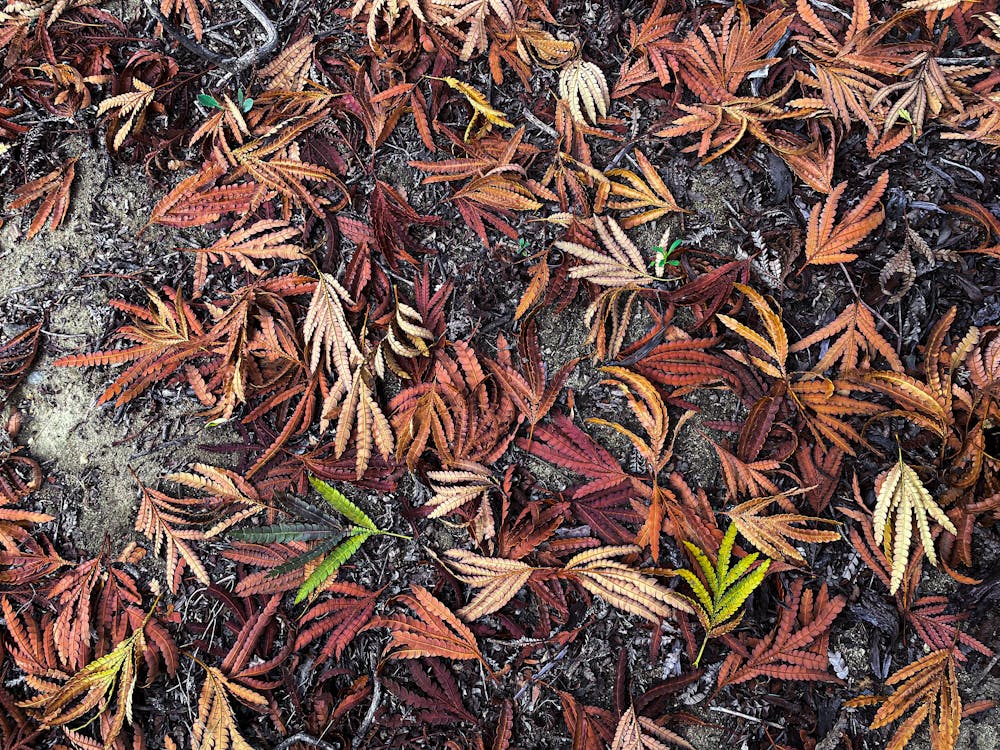 Free stock photo of beautiful, beautiful nature, fall colors